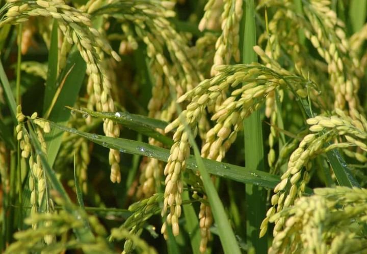 Harvested paddy rice grains in a jute sack – high-quality organic rice storage