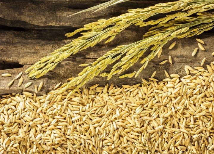 Raw Paddy Rice