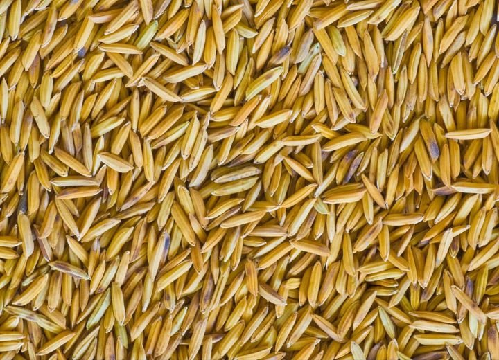 Close-up of mature paddy rice grains on stalks – premium organic rice harvest