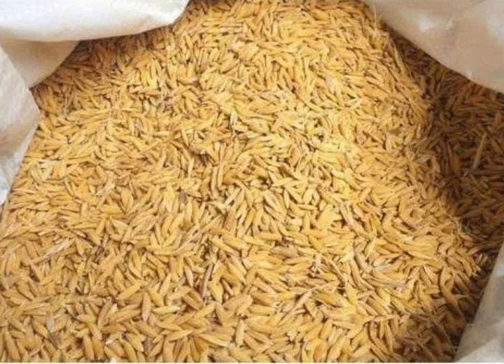 Bag of harvested paddy rice ready for export or milling process