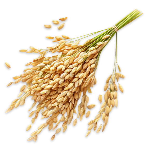 Global Paddy Rice Market