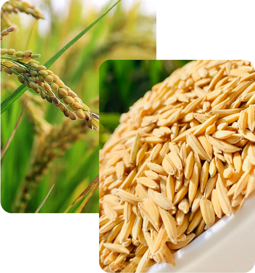 Rice cultivation and harvest — fresh paddy rice in field and post-harvest grains for export