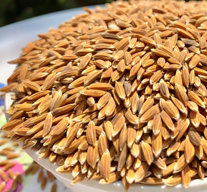Premium quality paddy rice grains displayed in sunlight for export and wholesale