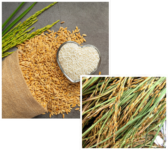 Fresh Paddy Rice